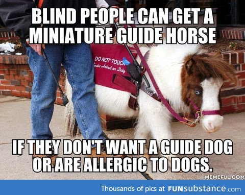 Mini horses have a much longer life (working) span