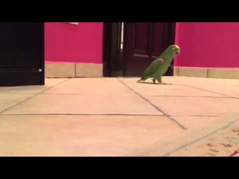 Bird playing hide & seek laughs manically after finding owner!