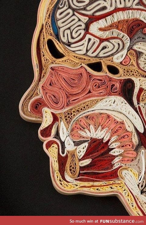 Anatomical cross section made in paper