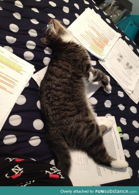 Kitty protests my studying by lying on top of all my notes.