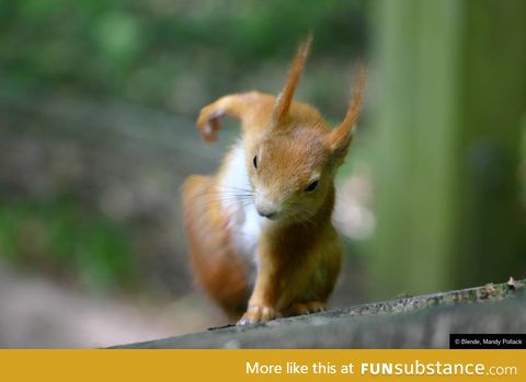 And here we see a picture of the rare Superhero-Squirrel ready to punch