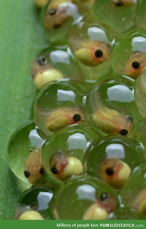 Tadpoles close up