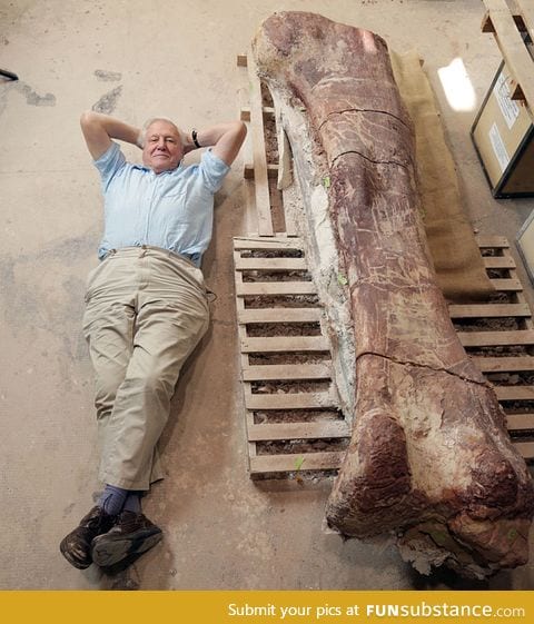 The thigh bone of a Titanosaur, with David Attenborough for scale