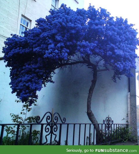 A strange lonely blue tree