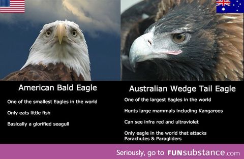 Meet Australia's more awesome eagle