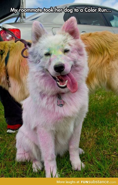 White dog in a color run