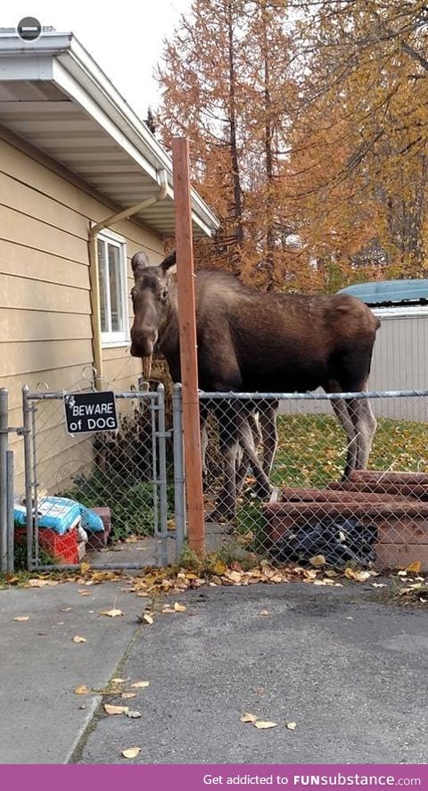 Anyone know what type of dog this is?