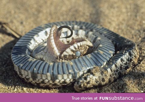 The Western Hognose Snake plays dead when threatened