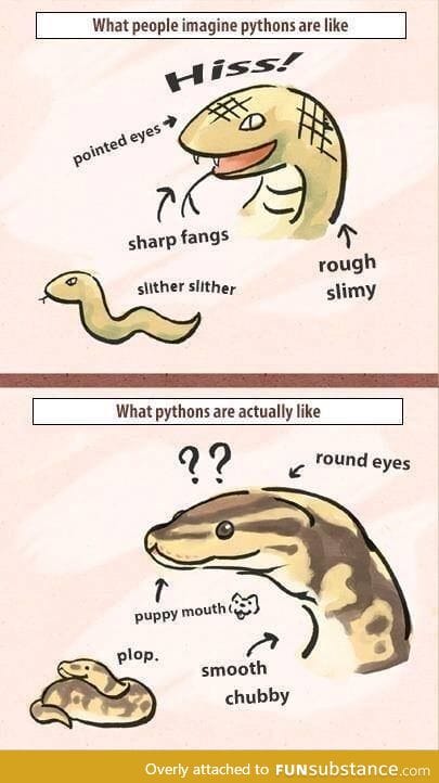 Snakes are cuties :3