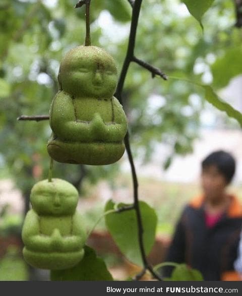 Buddha pears