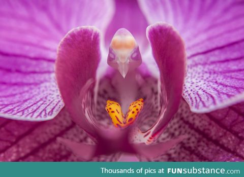 The center of this orchid looks like a tiny bird reading a book