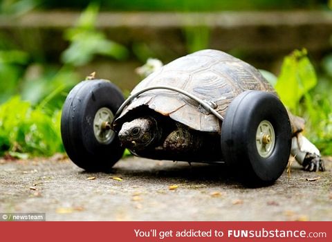 Tortoise fitted with wheels after rat gnaws his front legs