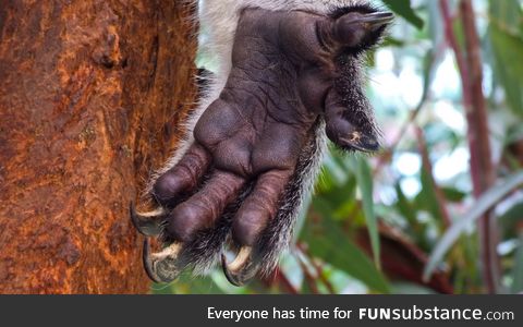 Koalas! They're so cuddly