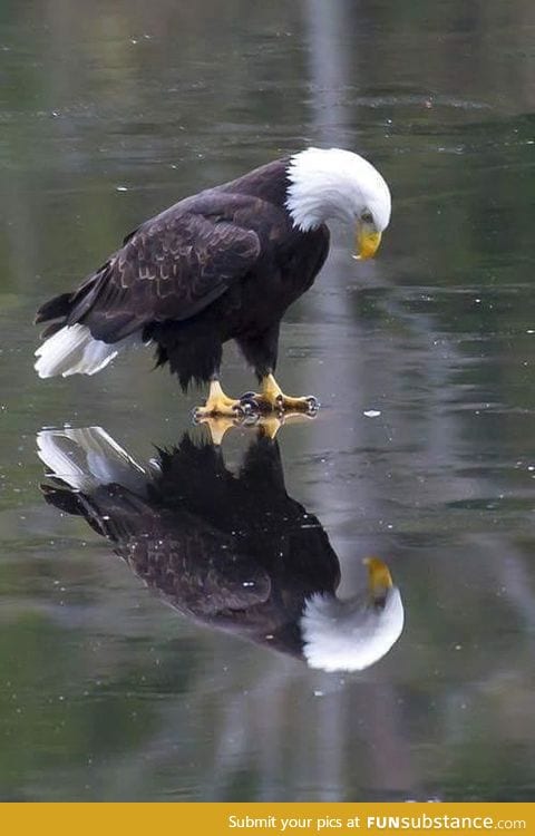 Reflection of an Eagle, Deep in Reflection