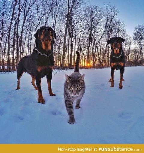 A cat with Rottweiler bodyguards