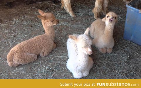 Who needs puppies when you have baby alpacas?