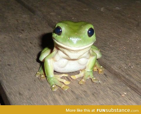 Ridiculously photogenic frog