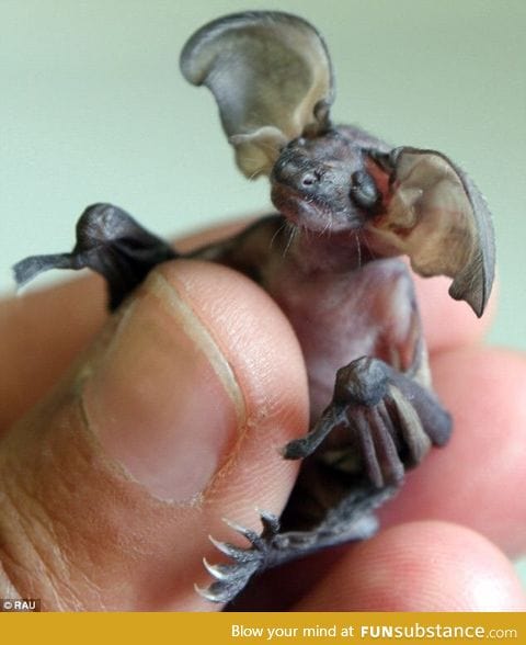 This is a Baby Goblin bat, native to Cuba