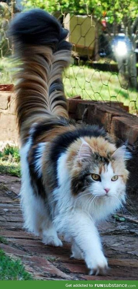 This might be one of the most majestic tail I've ever seen