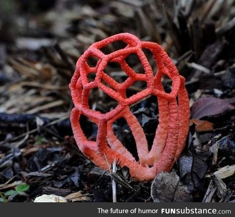 Red cage fungus