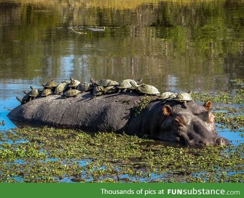 Turtles commute on a hippo