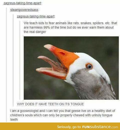 I can confirm goose are doucebags