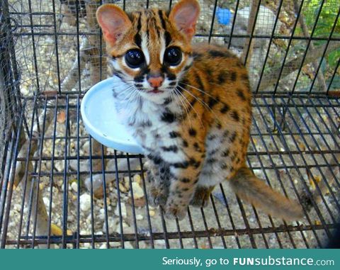 Have you ever seen a baby ocelot before?