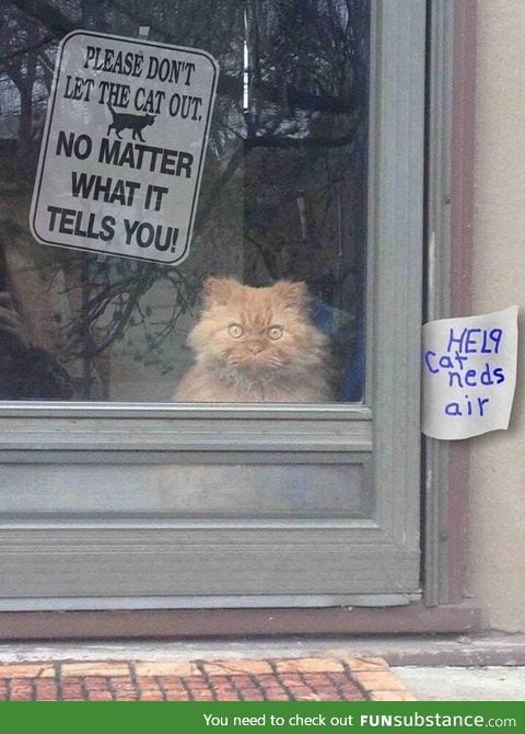 No matter what the cat tells you