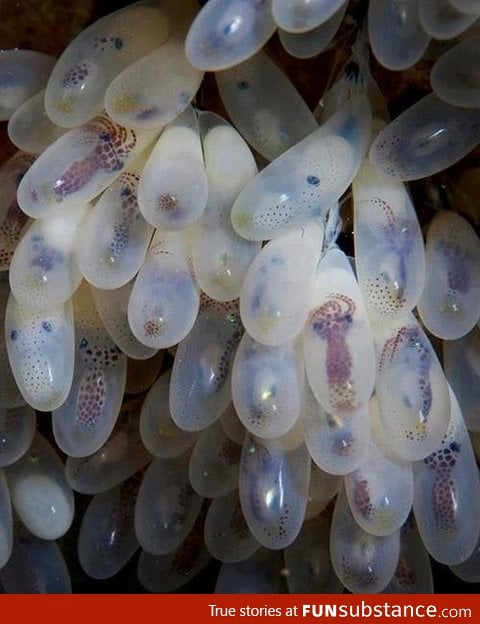 How octopus eggs look like!