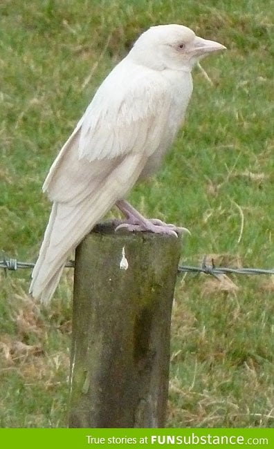 Just an albino crow