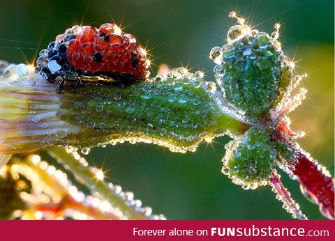 A ladybug in dew