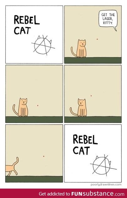 Rebel cat