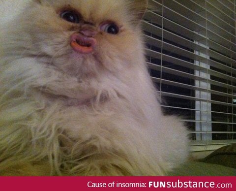 Duckface Cat