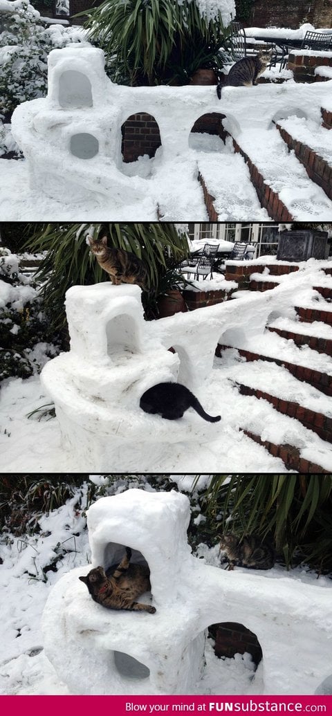 Because cats need snow forts too