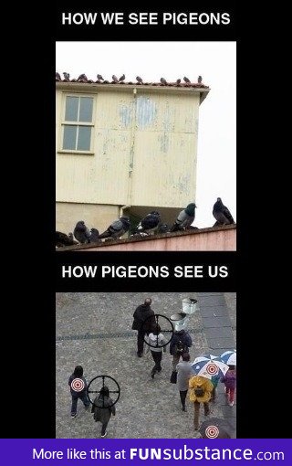 Pigeons