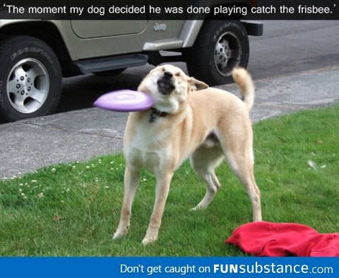 Dog Doesn't Want to Continute Playing Frisbees