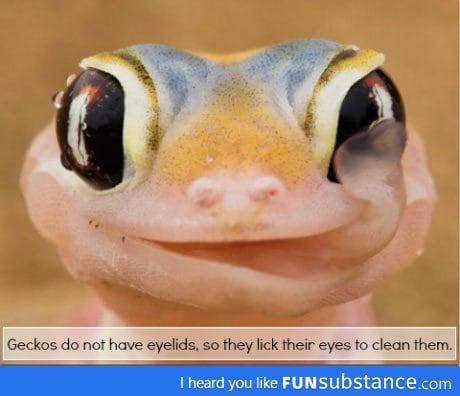 Why geckos have no eyelids