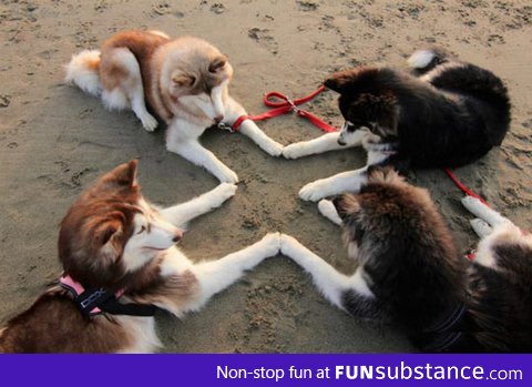 Husky Meeting