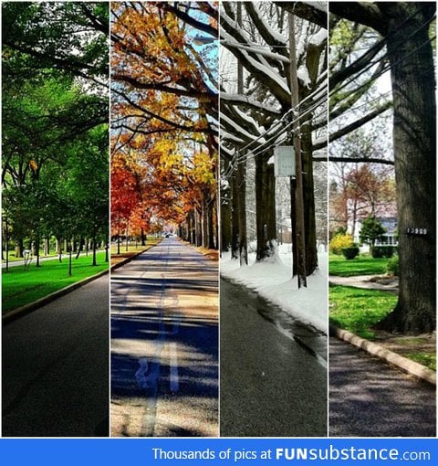 Four seasons, one picture