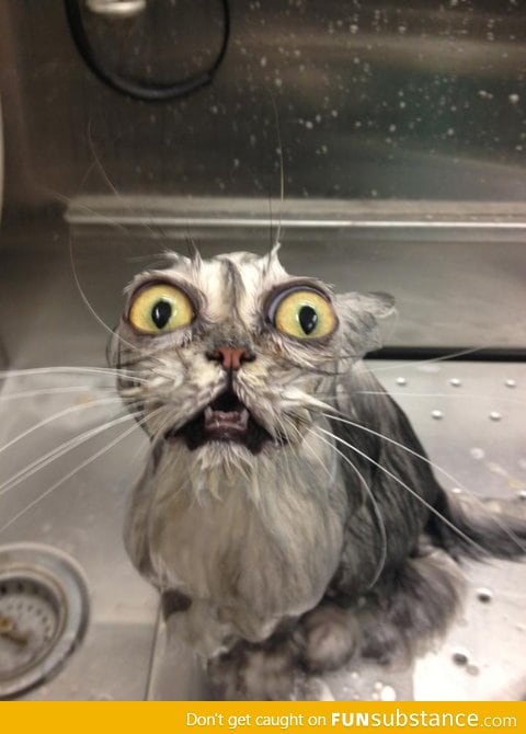 Cat bath