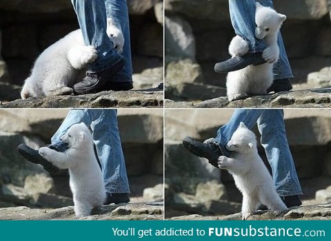 Cute baby polar bear