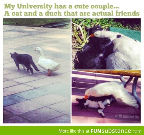 Couple cat and duck