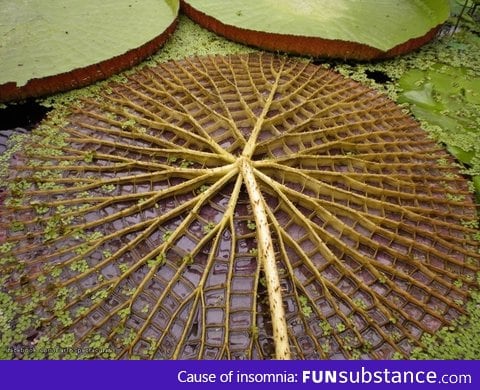 The underside of a giant Amazon water lily