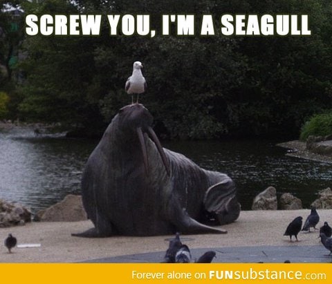 Badass seagull