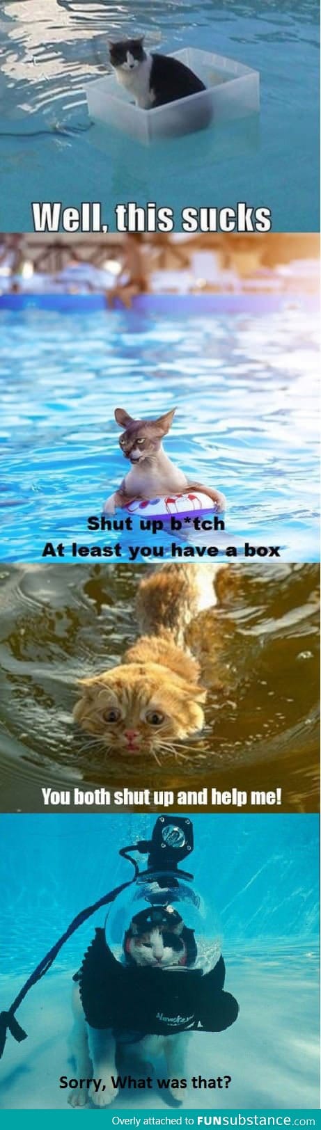 Cats vs water