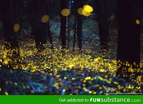 Long exposure of Fireflies, just before dark