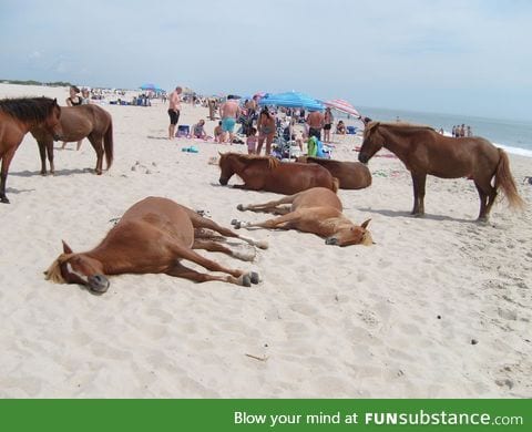 Wild horses on a beach