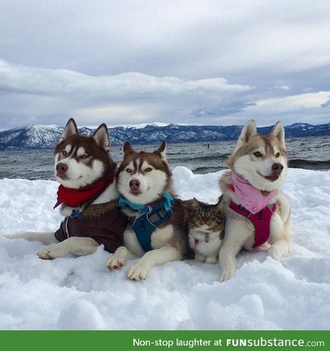 3 huskies become best friends with a cat after saving it from dying