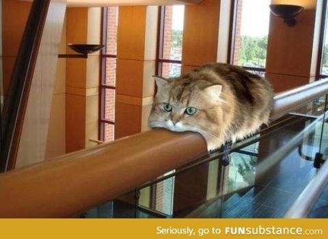 Cat monorail