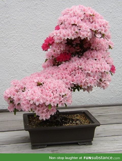 Azalea bonsai